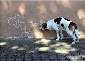 狗子的最新爆料图片大全,图片大全揭秘娱乐圈幕后故事